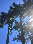 Botanic Gardens/Hagley Park