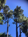 Botanic Gardens/Hagley Park