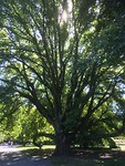 Botanic Gardens/Hagley Park