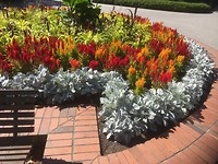 Botanic Gardens/Hagley Park