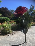 Botanic Gardens/Hagley Park