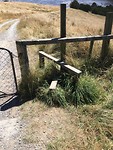 Een NZ’s ‘stiggeltie’