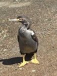 Vreemde vogel