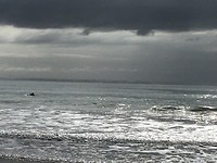 Hector dolphin!