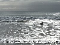 Een ‘echte’ zeehond😊