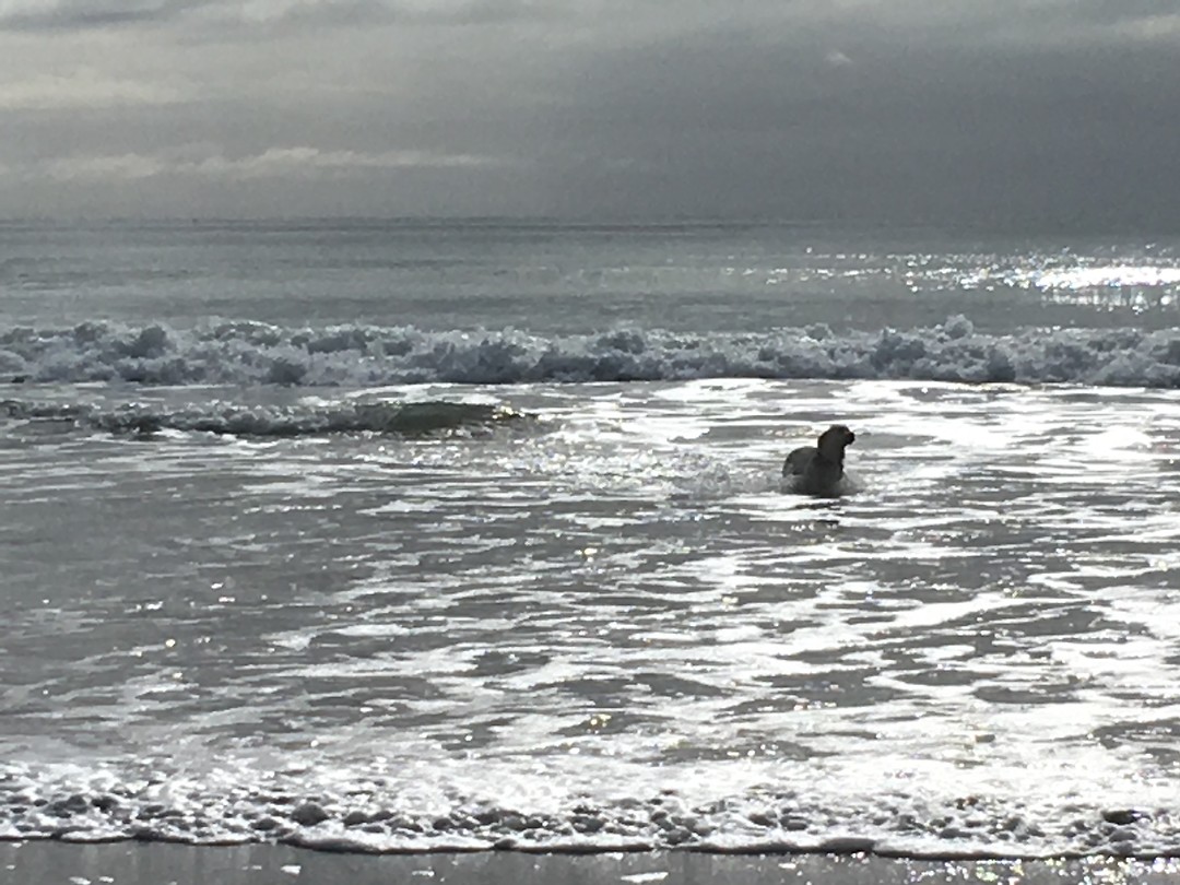 Een ‘echte’ zeehond😊