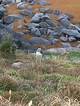 Home alone yellow-eyed penguin