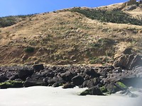 Sea lion