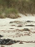 Sea lion