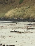 Yellow-eyed pinguin