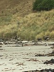 Yellow-eyed pinguin