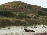 Hooker sea lion