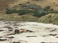 Sea lions
