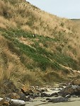 Pinguins op de berg