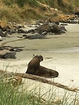 Sea lion