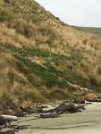 Vier pinguins op de berg