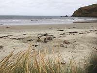 Sea lions