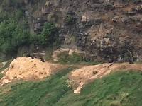 Baby seals op de rots en in het gras
