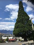 Grote boom bij de ingang met uitzicht over Queenstown