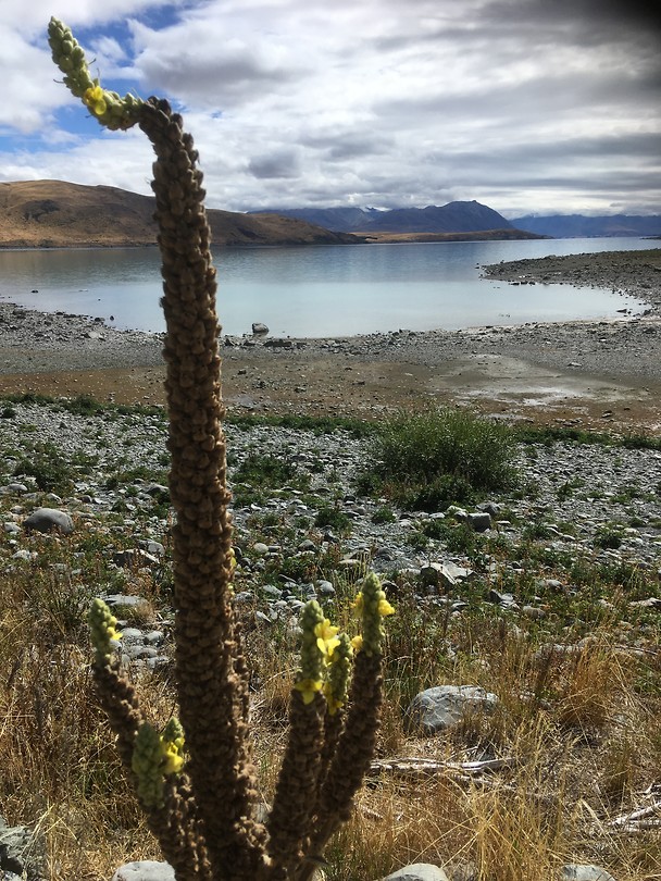 Lake Tekapo