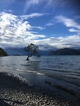 That Wanaka Tree in Roys Bay