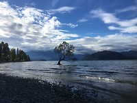 That Wanaka Tree in Roys Bay