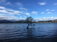 That Wanaka Tree in Roys Bay