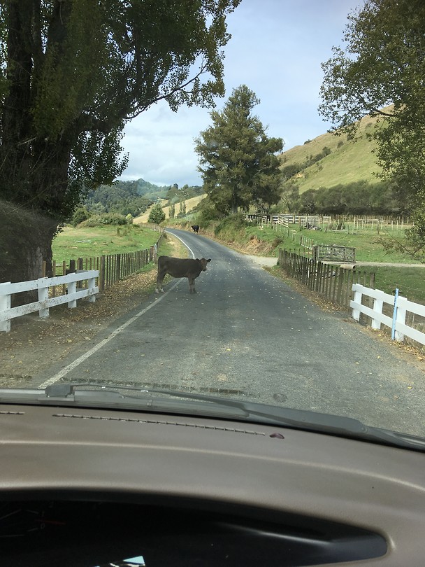 Wie wint?🐂🚙
