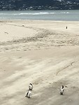 Nee, dit zijn geen pinguins😊