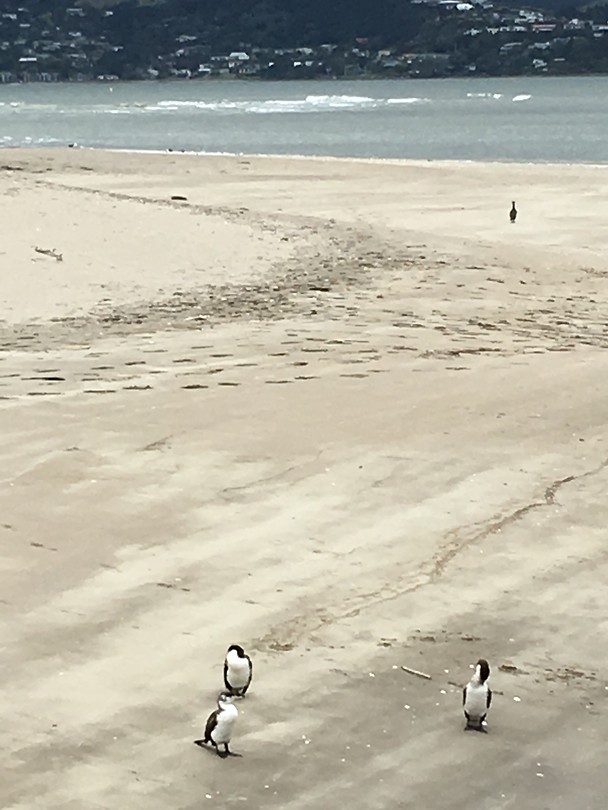 Nee, dit zijn geen pinguins😊