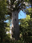 Tane Mahuta