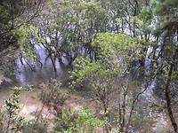 Mangrovebos(je)