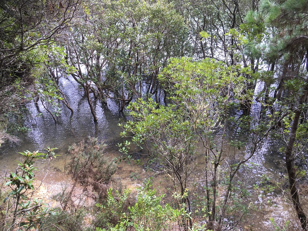 Mangrovebos(je)