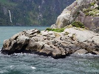 rots met furseals