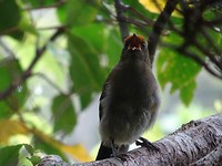 vogel met rood kopje