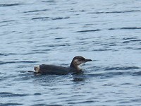 boottocht blue pinguin