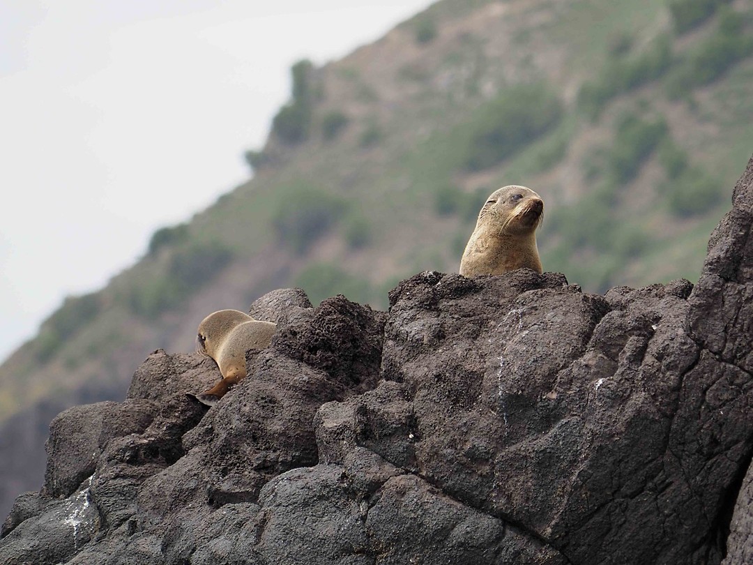 boottocht seal 1