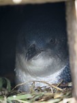 jonge blue pinguin