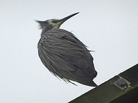 white faced haering
