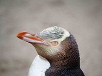 yellow eyed pinguin 1