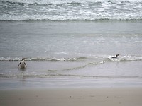 yellow eyed pinguin komen aan land 0
