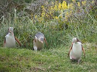 yellow eyed pinguin komen aan land 2
