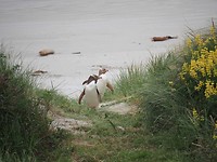 yellow eyed pinguin komen aan land