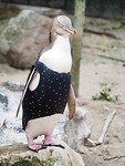 ziekenboeg pinguins 1
