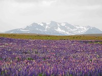 lupineveld