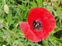 klaproos met hommel