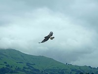 roofvogel