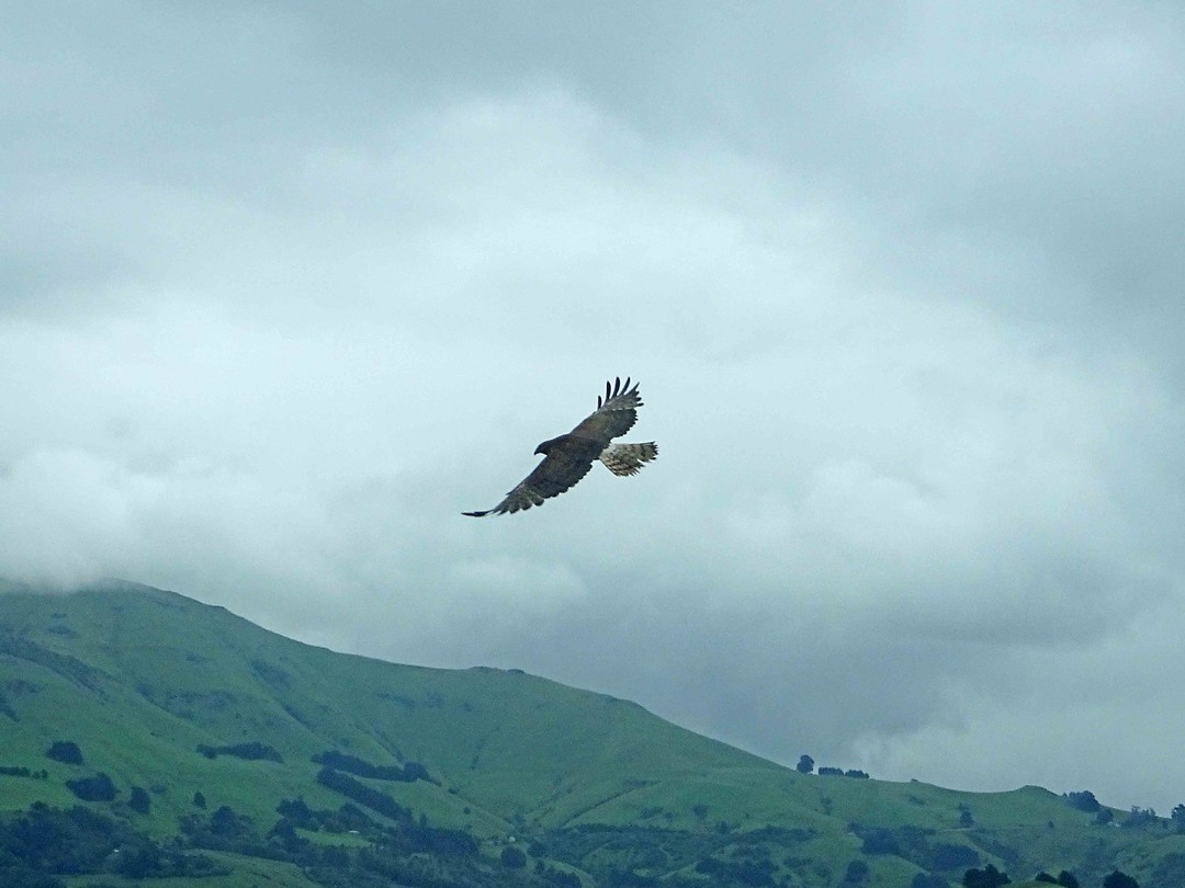roofvogel