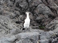 spotted shag