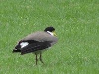 vreemde vogel